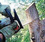 Best Tree Preservation Services  in Richwood, NJ