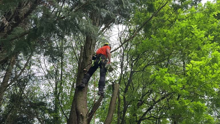 Best Tree Trimming and Pruning  in Richwood, NJ