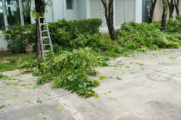 Best Lawn Drainage Solutions  in Richwood, NJ