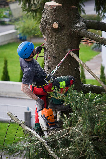 Best Tree Maintenance Programs  in Richwood, NJ