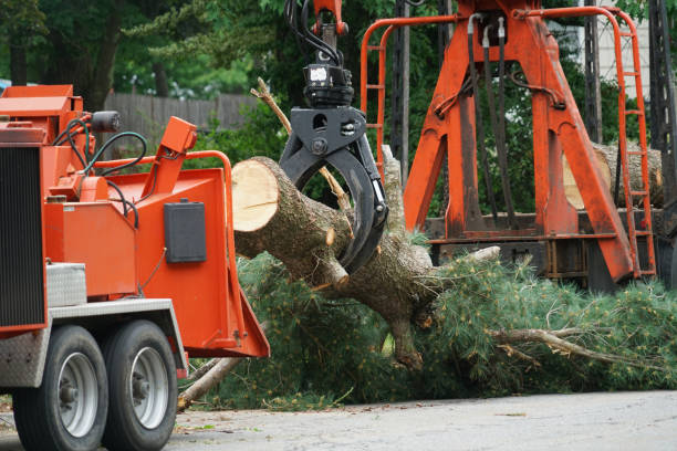 Best Emergency Tree Removal  in Richwood, NJ